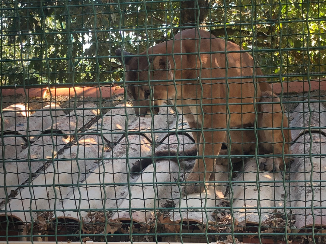 Zoo Parc des félins, les Trois Vallées-Montredon-Labessonnie必去景点