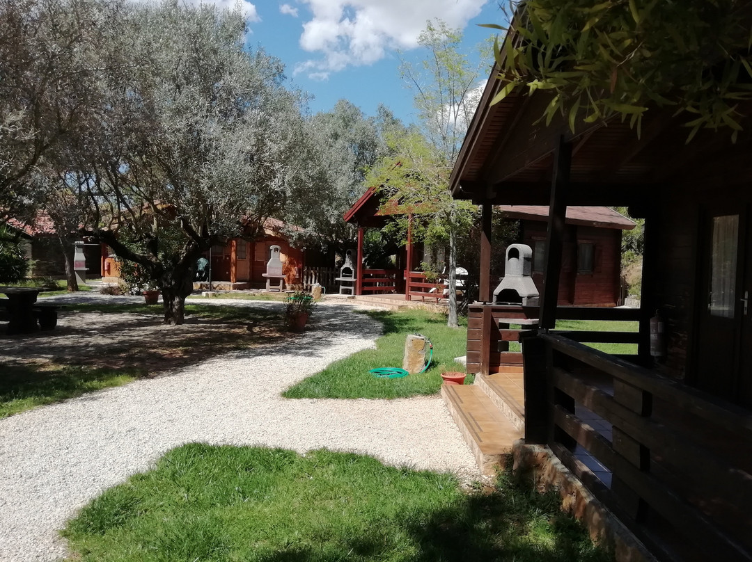 Entre Viejos Olivos