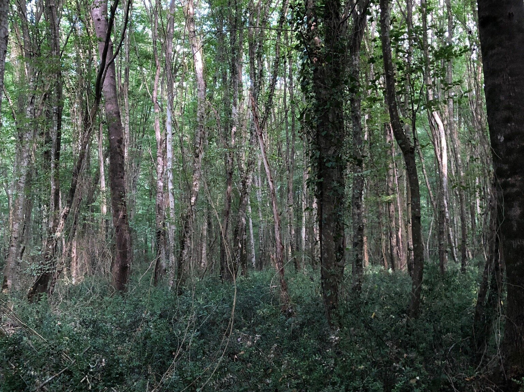 Igneada Longoz Ormanları Milli Parkı-Igneada必去景点