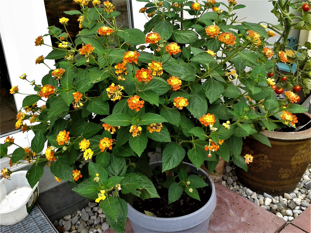 Freiburger Muenstermarkt-佛莱堡必去景点