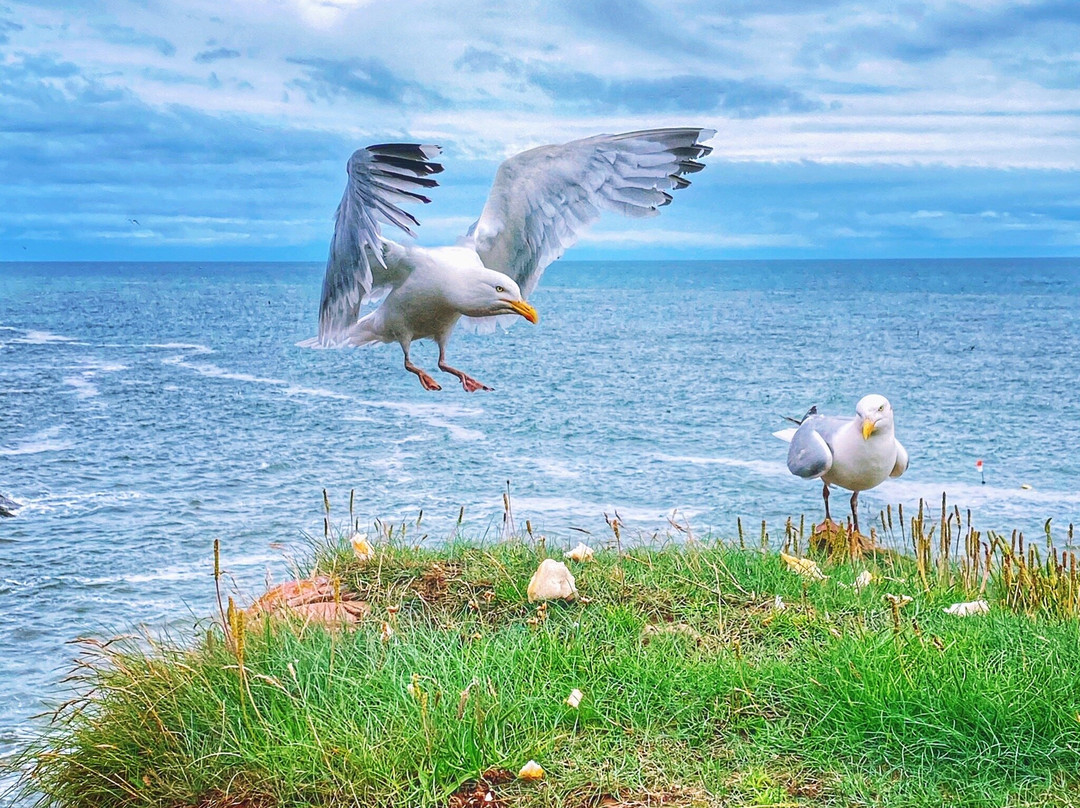 Arbroath Cliffs-Arbroath必去景点