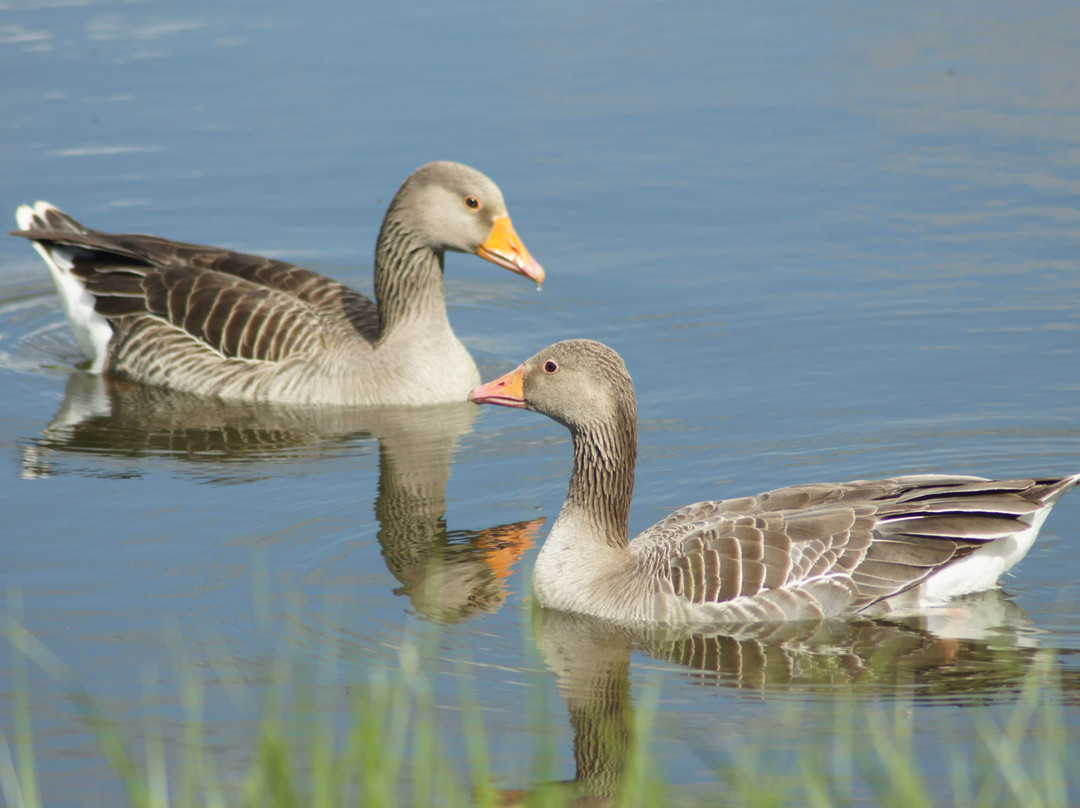 Melton Country Park景点图片