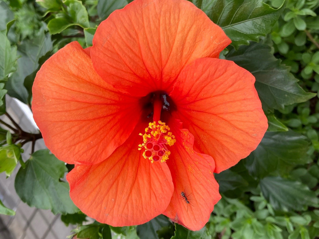 Ito-Yokado Ageo Ekimae-上尾市必去景点