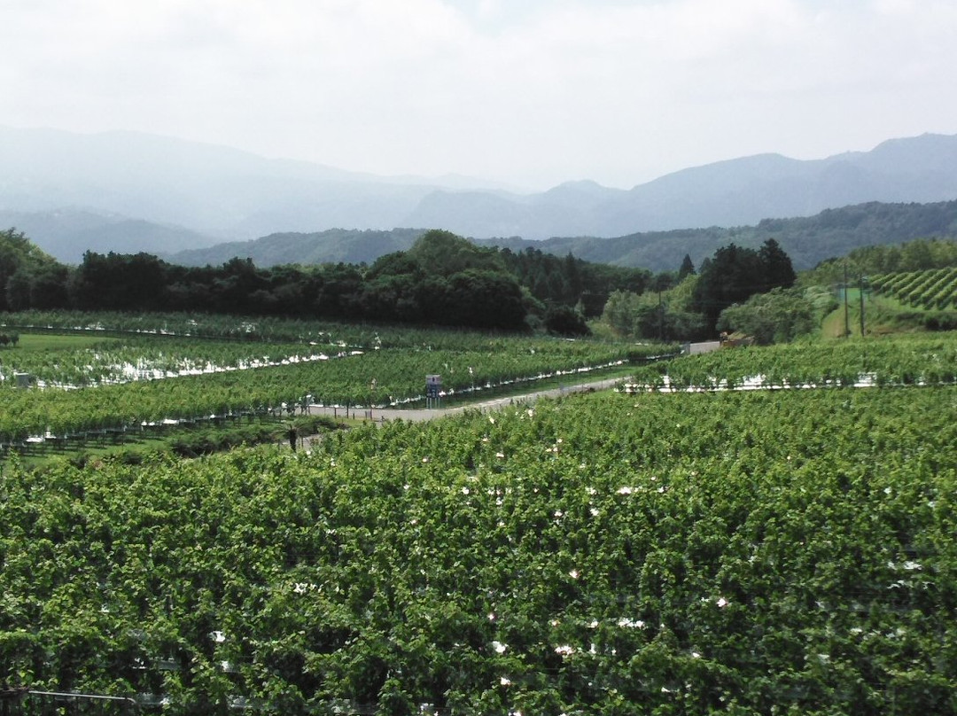 Nakaizu Winery Chateau T. S-伊豆市必去景点
