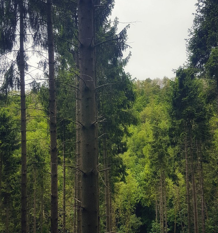 Millington Woods景点图片