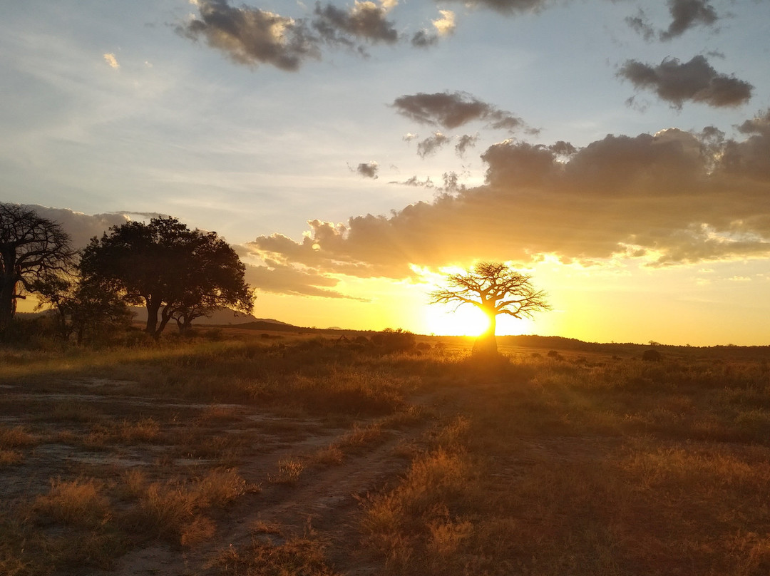 Ruaha National Park-Iringa必去景点