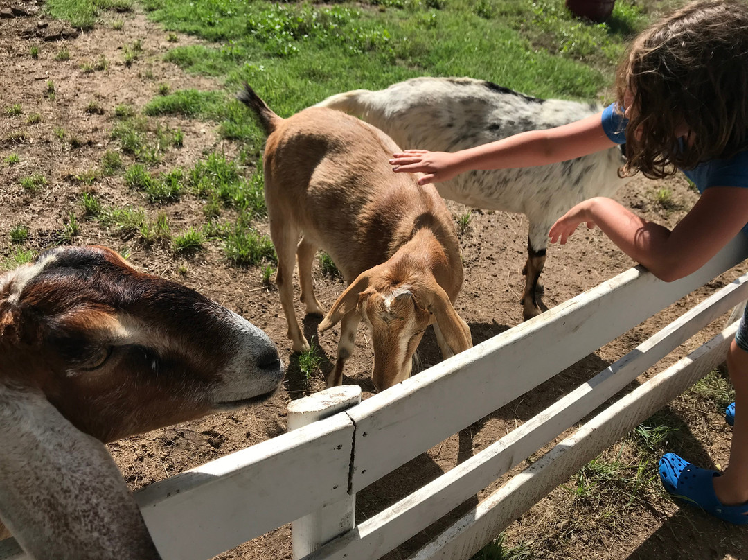 Country Woods Inn主图