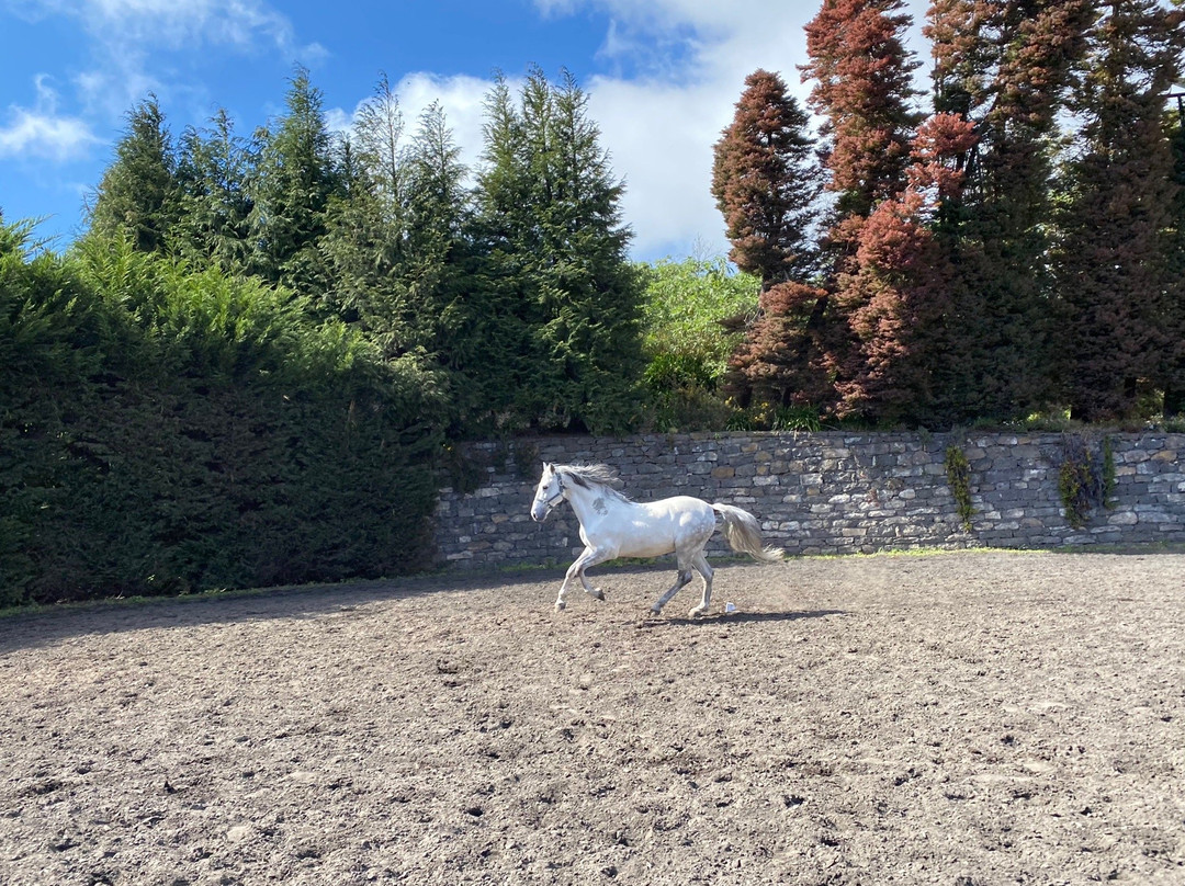 CEM - Clube Equestre da Madeira-Santa Cruz必去景点