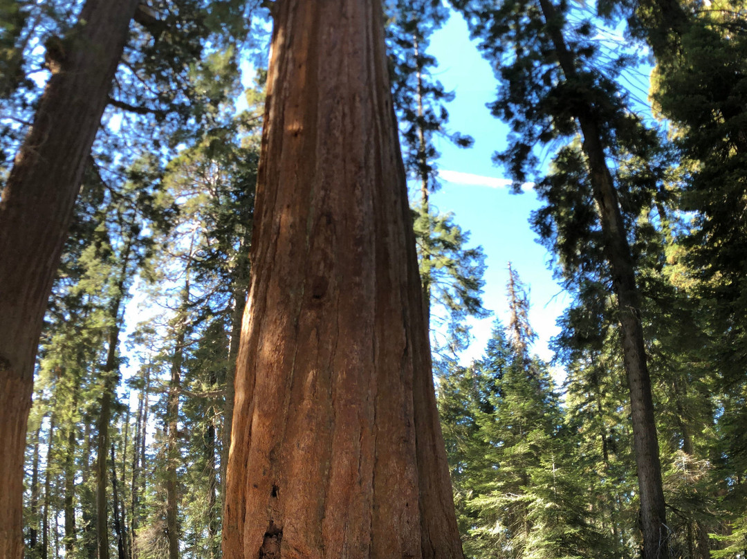 Sequoia and Kings Canyon National Parks-Three Rivers必去景点