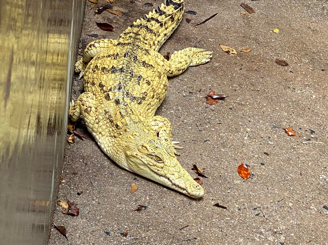 Crocodile Park Victoria Falls景点图片