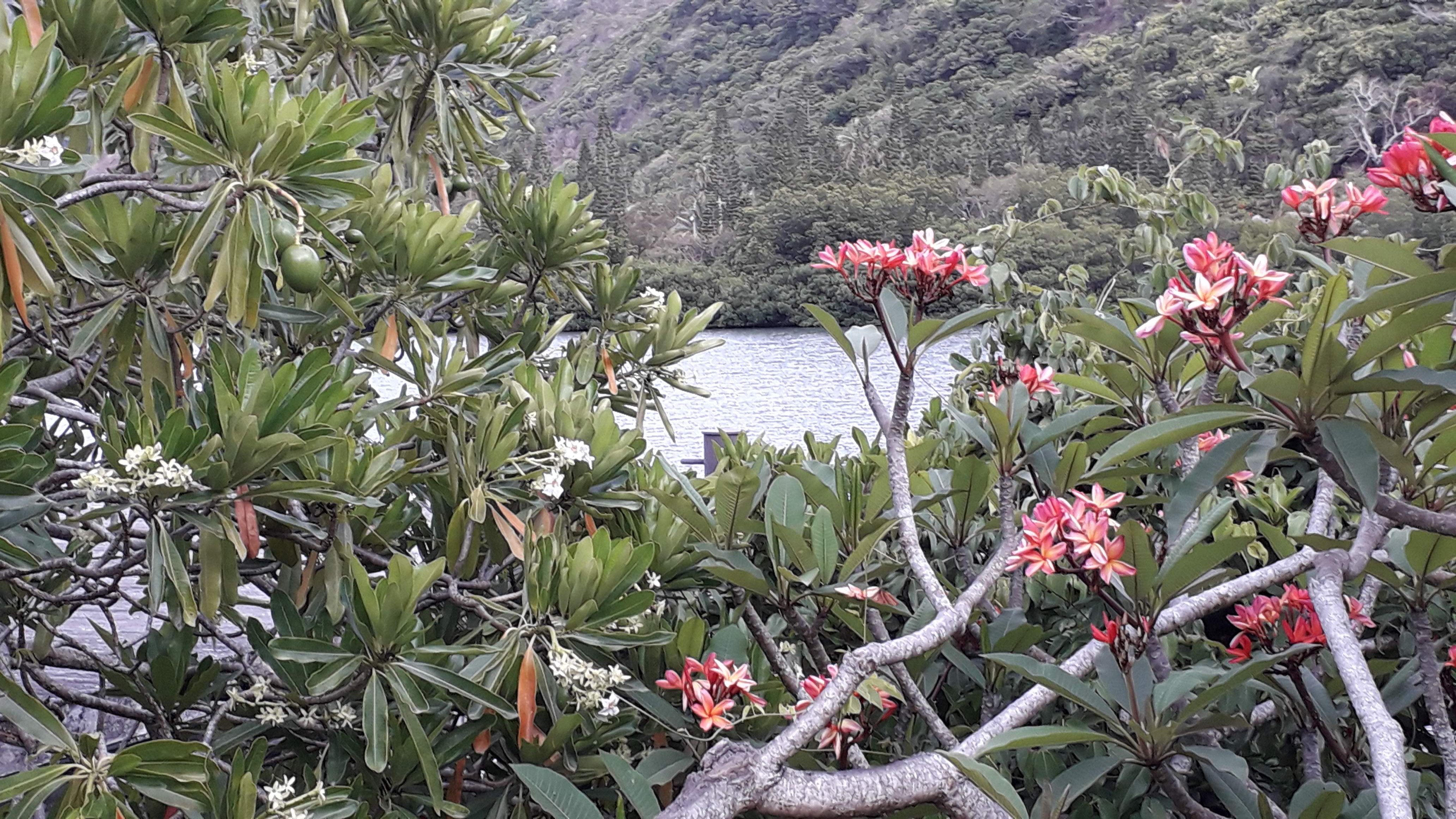 Ka Waboana Lodge-酒店景观