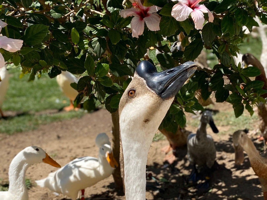 Vergenoegd Low Wine Estate-斯泰伦博斯必去景点