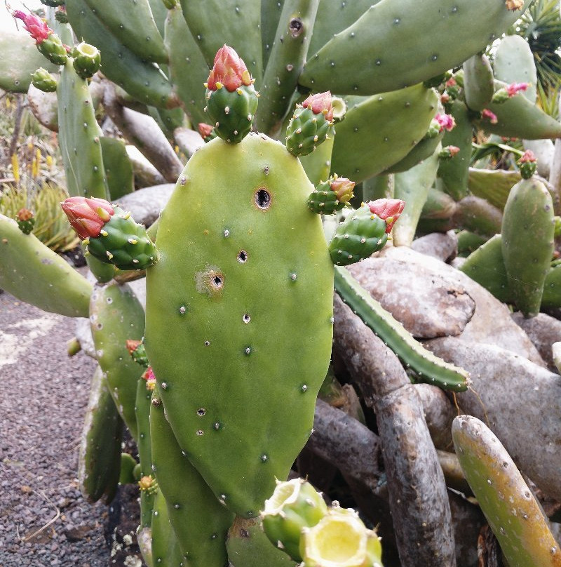 Moir Gardens-坡伊普必去景点
