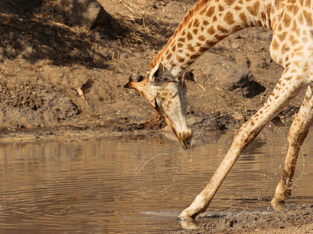 Tony Sparkes Wildlife and Photographic Safaris-霍德斯普鲁特必去景点