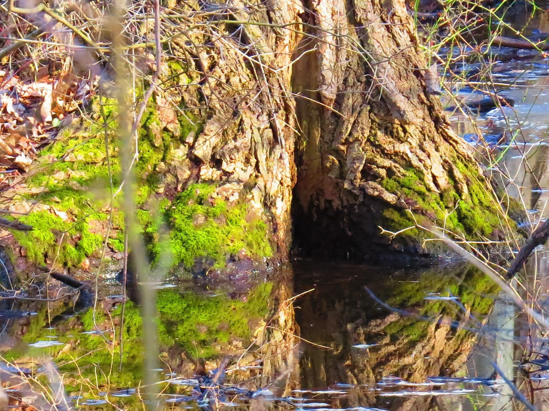 Ojibway Nature Centre景点图片