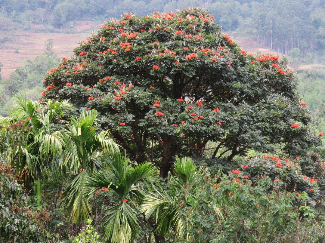 Ecolanka - Maussawa Estate主图