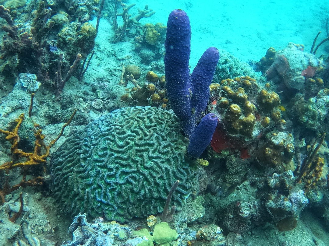 Starfish Diving Bocas景点图片