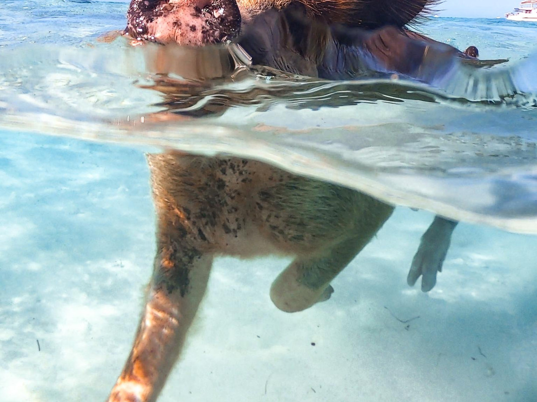 Pig Beach-大埃克苏马必去景点