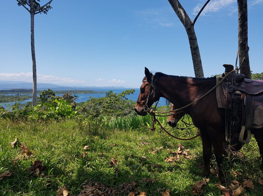 Panama Horseback Adventures景点图片