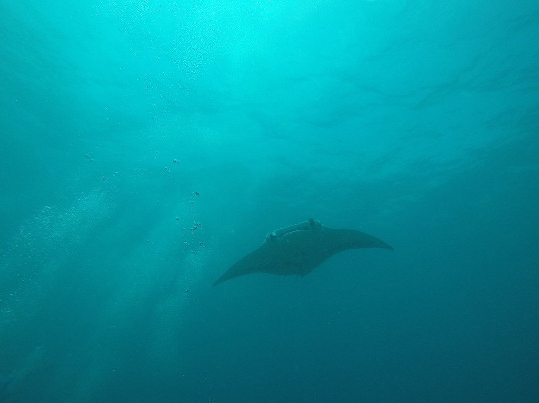Euro-Divers LUX South Ari Atoll景点图片