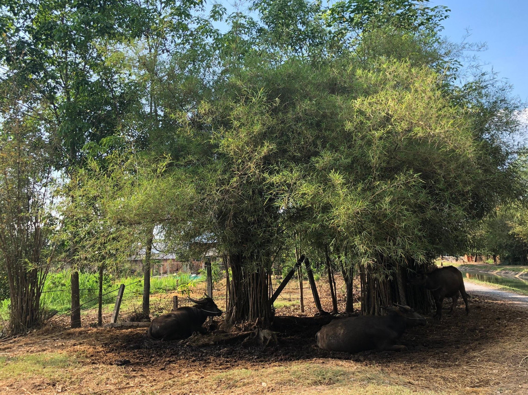 Cu Chi Adventure Tour景点图片