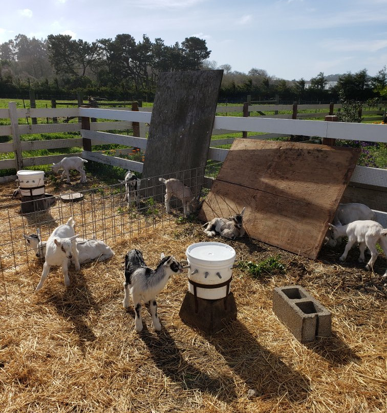 Harley Farms Goat Dairy-佩斯卡德罗必去景点