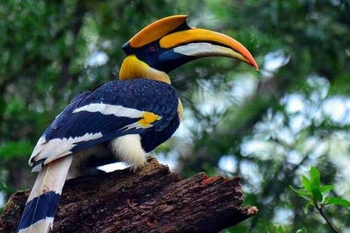 MALABAR HORNBILL HOLIDAYS-Thattekad必去景点