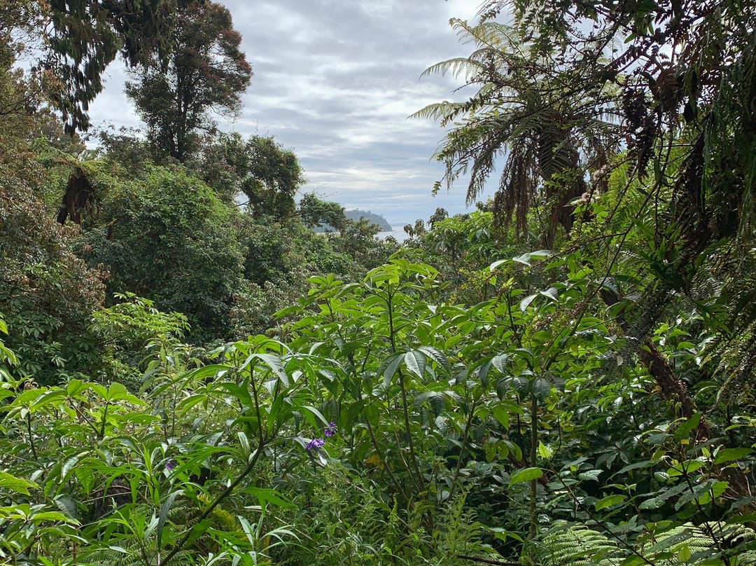 Seaward Bush Reserve景点图片