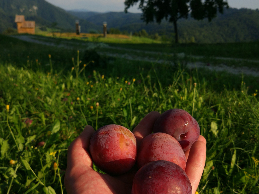 Strle旅游农场