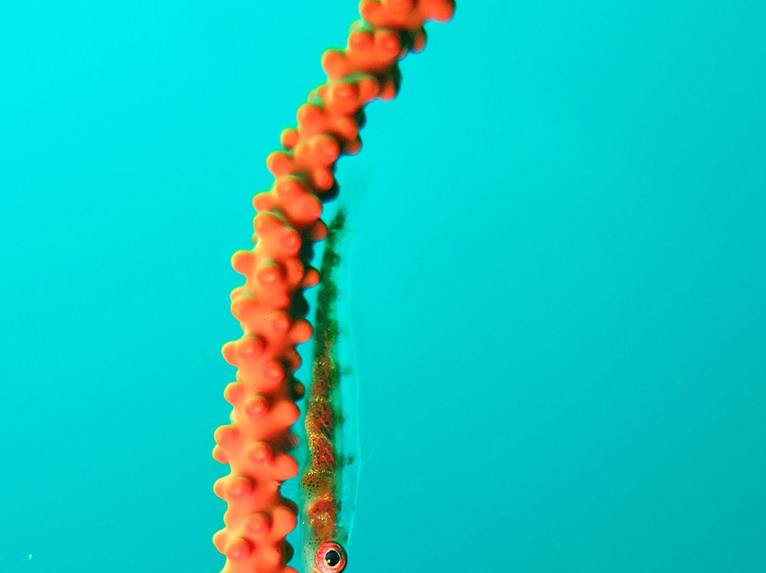 Divers Land Dive Club-乌纳瓦图纳必去景点