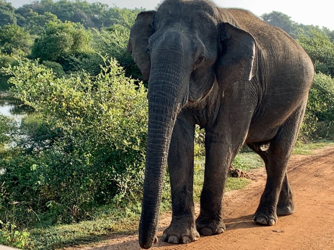 Bigcat Safari Yala-雅拉国家公园必去景点