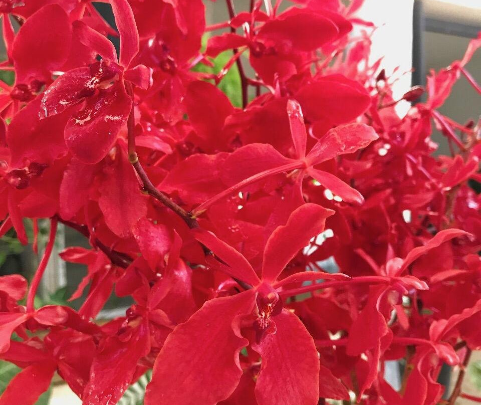 Viveplants景点图片