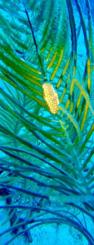 Golden Rock Dive Center-圣尤斯泰希厄斯岛必去景点