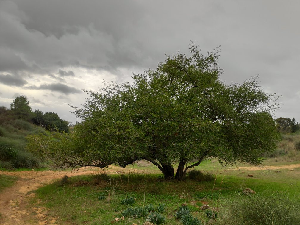 Bilu Center Outlet-Kiryat Ekron必去景点