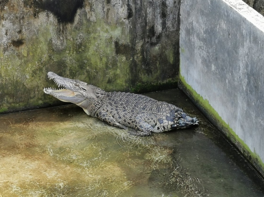 Teluk Sengat Crocodile Farm-哥打丁宜必去景点