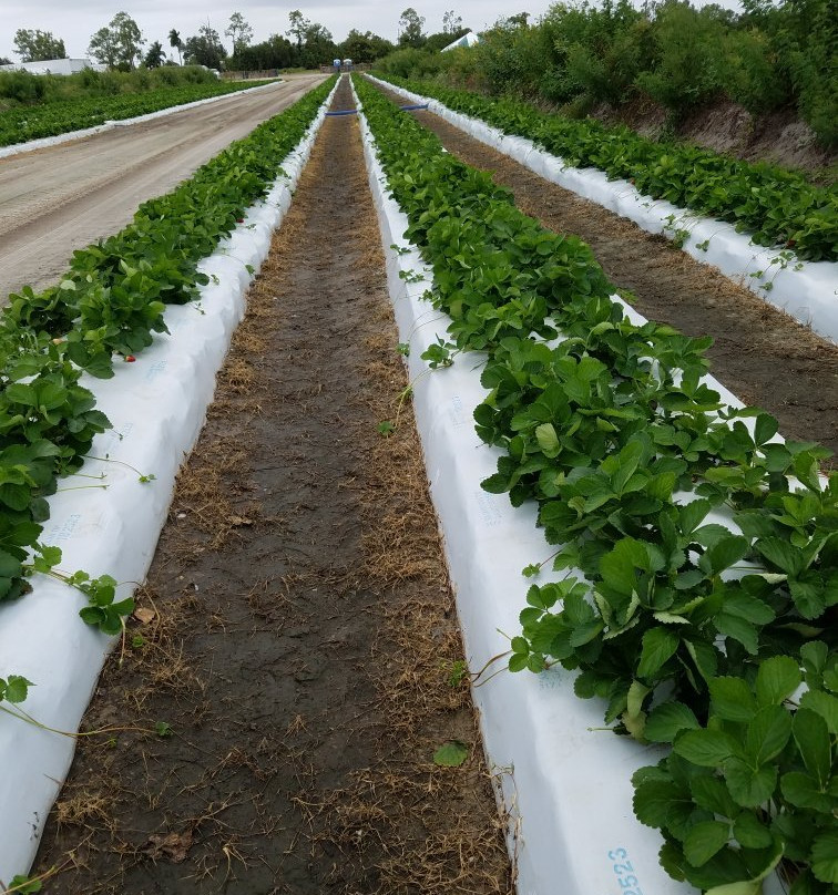 Farmer Mikes U Pick Of Bonita Springs-博尼塔斯普林斯必去景点