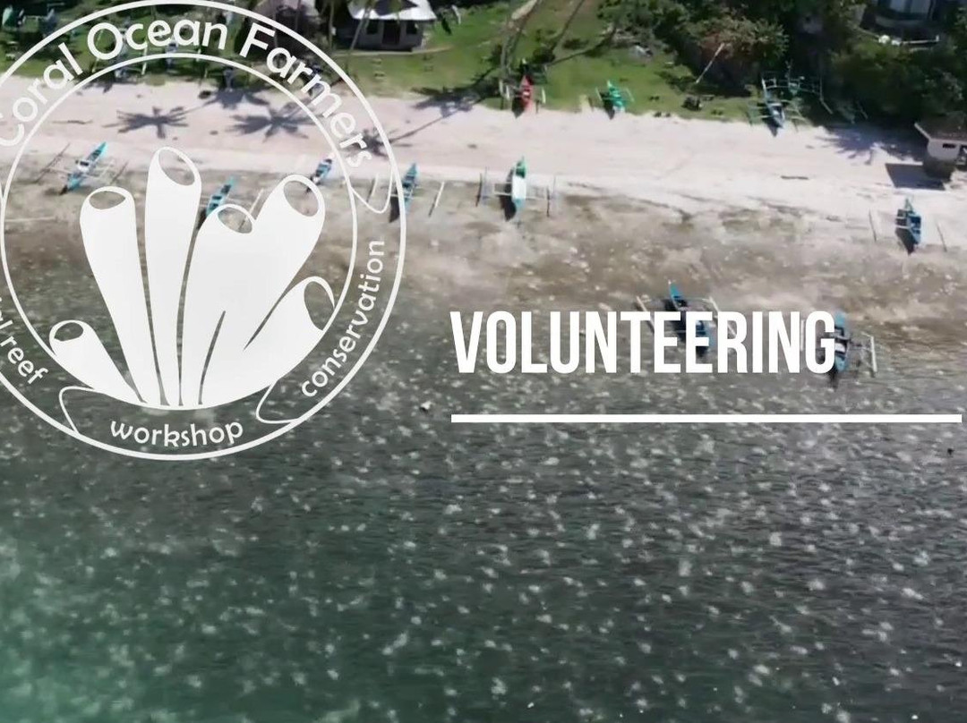 Coral Ocean Farmers internship / volunteering-Panglao必去景点