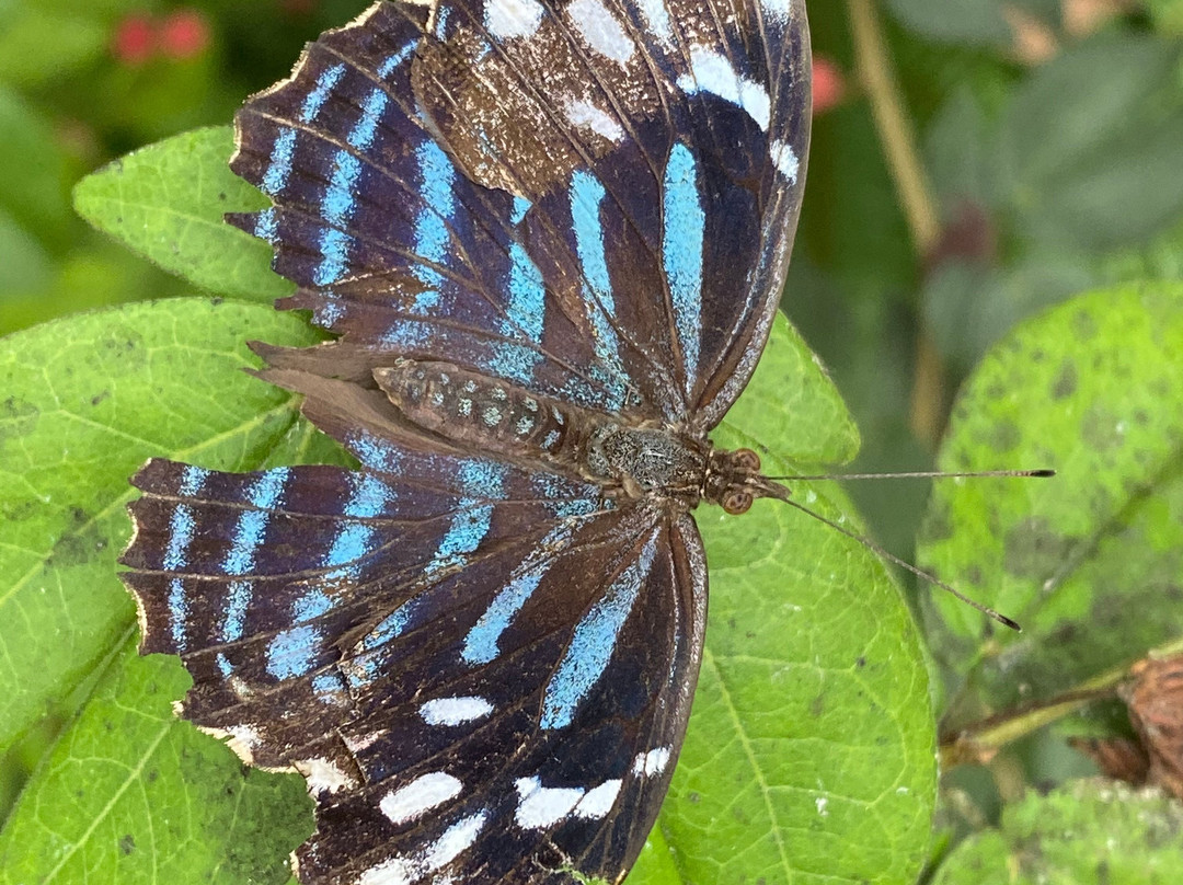 Butterfly Wonderland-斯科茨代尔必去景点