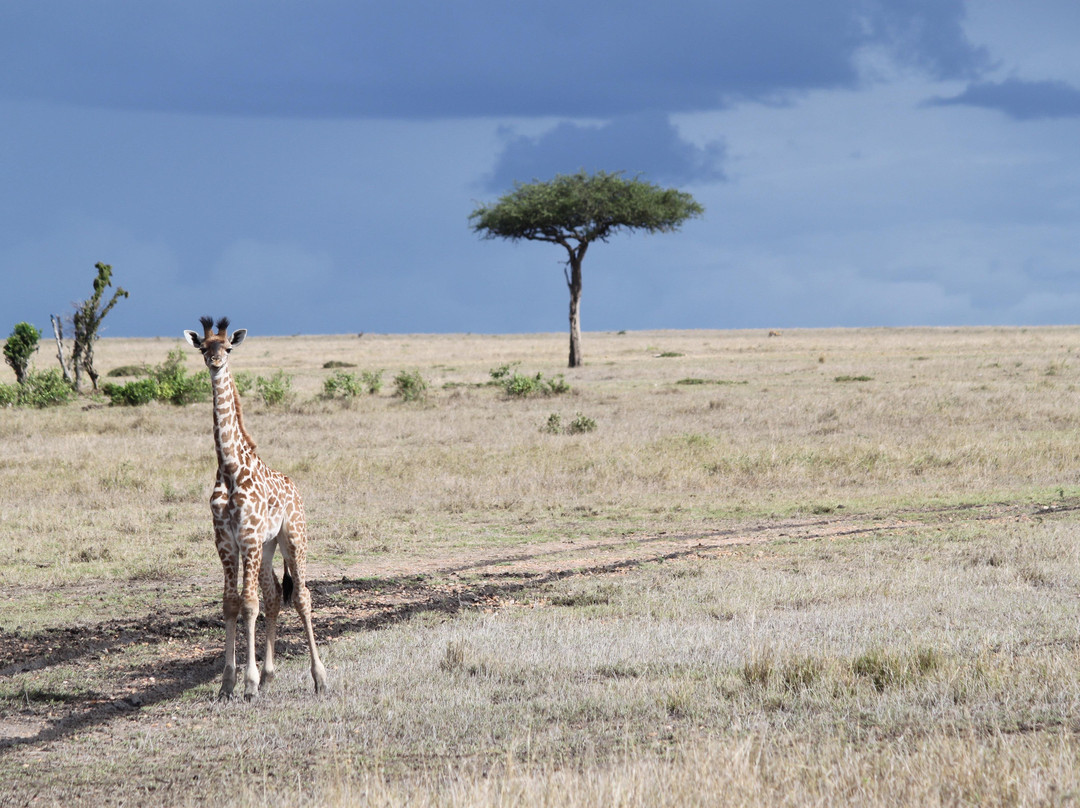 Max Tours and Travel-Mara North Conservancy必去景点