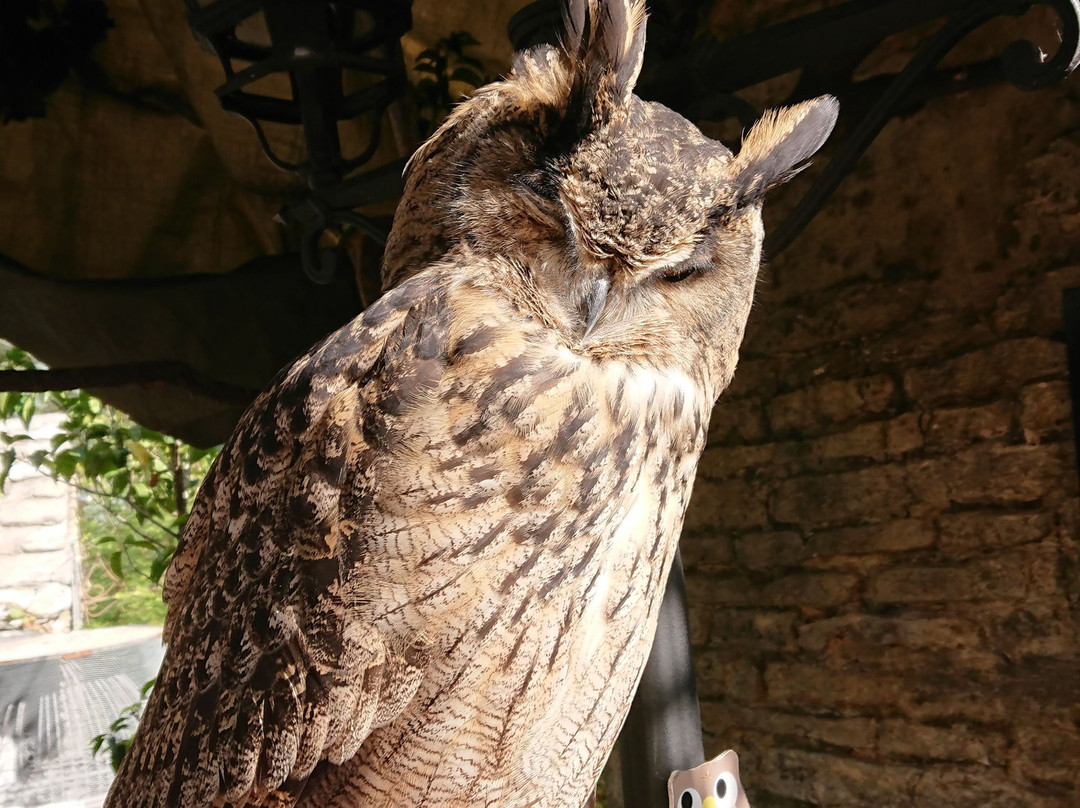 Owl's Forest Zoo-由布市必去景点