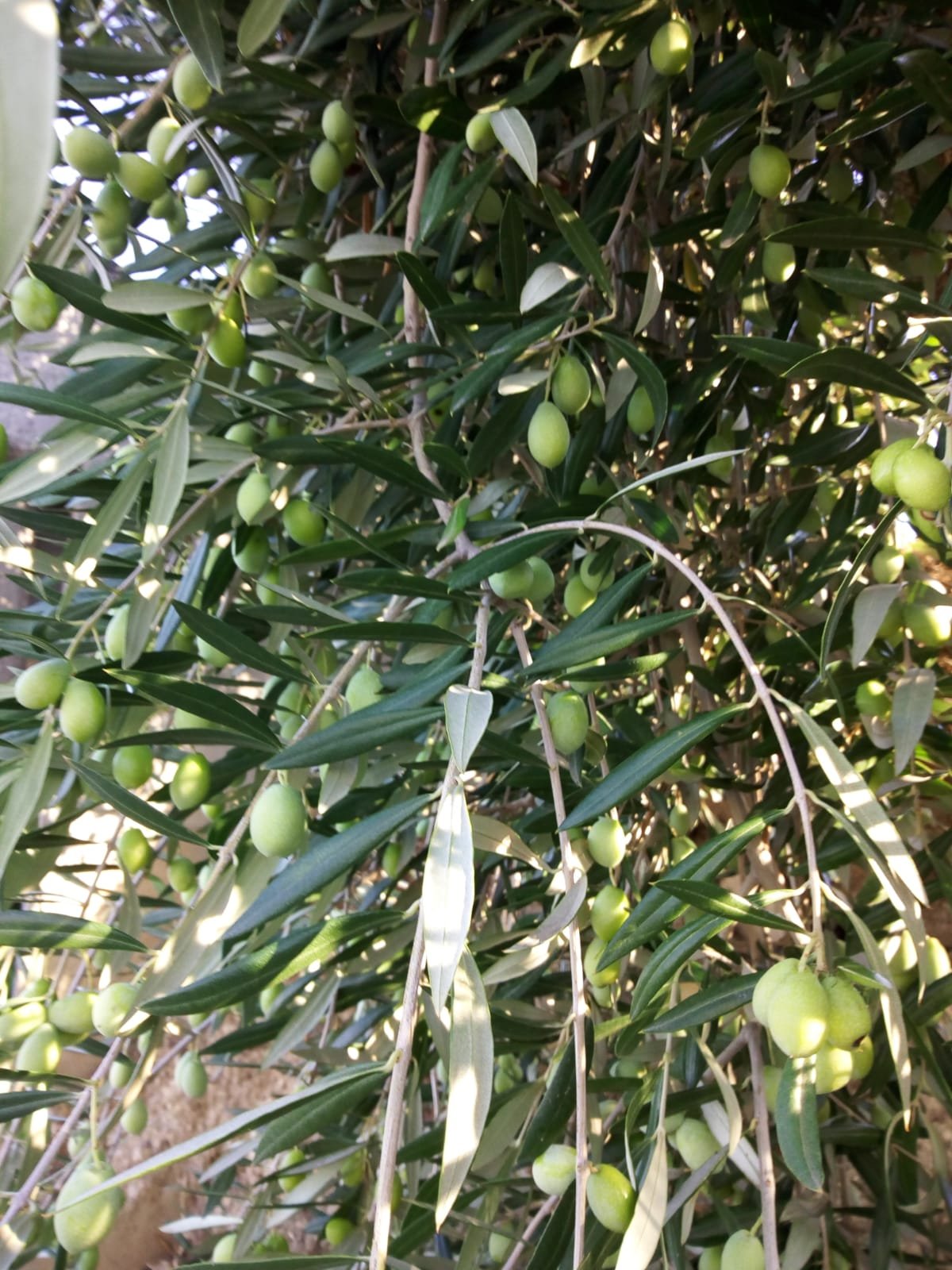 B&B La Rosa Dei Venti-portrait