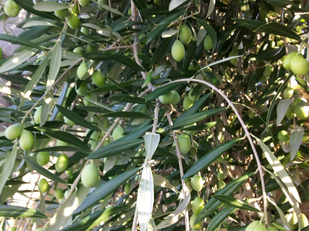 B&B La Rosa Dei Venti主图