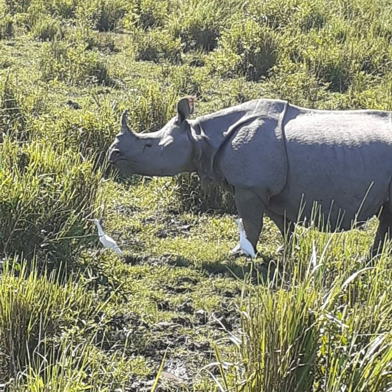 Kaziranga Adventures景点图片