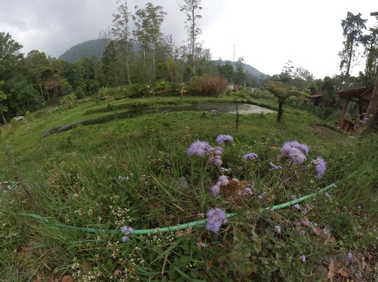 Bogor Private Tour Guide-茂物必去景点