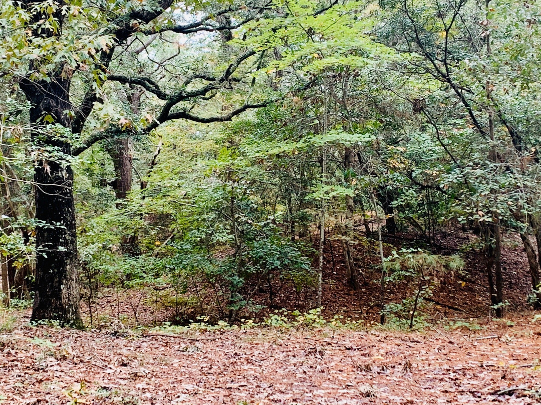 First Landing State Park景点图片