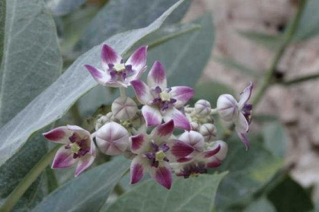 VS Private Tours-马斯喀特必去景点