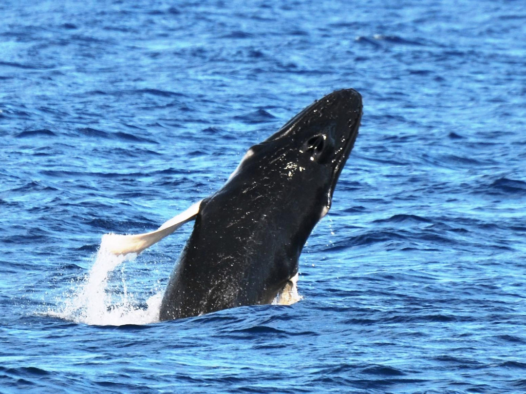Silver Deep-普罗维登西亚莱斯必去景点