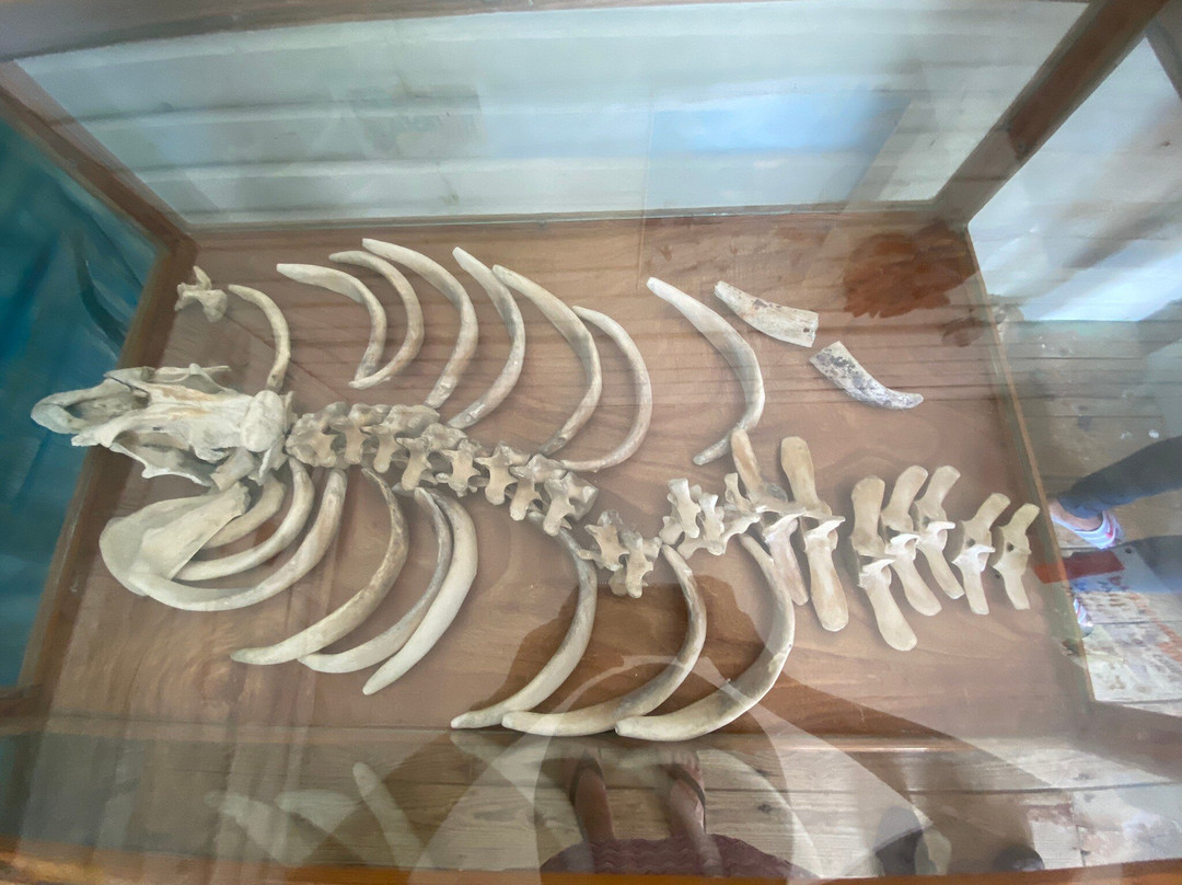 Santuario Mamíferos Marinos De Estero Hondo