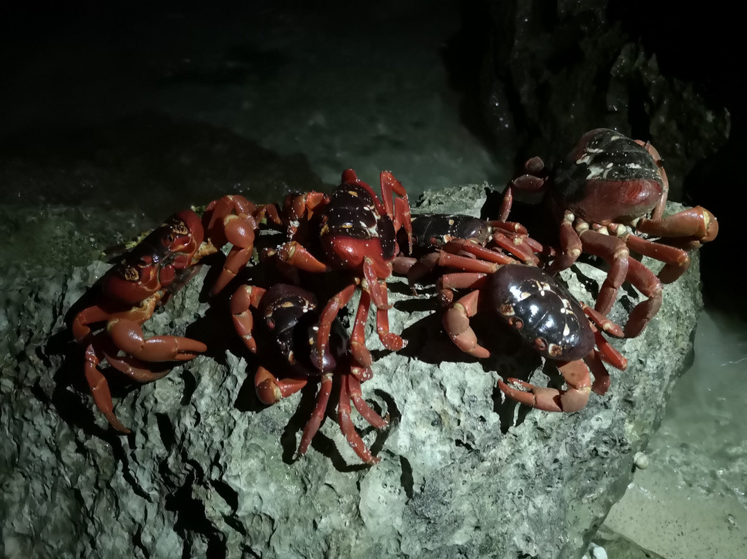Christmas Island National Park-圣诞岛必去景点