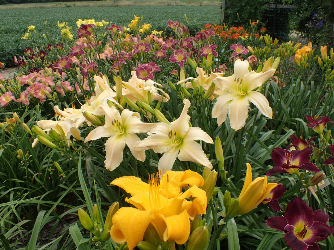 Perennial Plant Peddler-Findlay必去景点